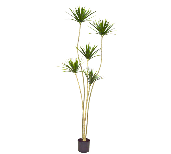 Dracaena Marginata Tree- 1.8m with 5 heads